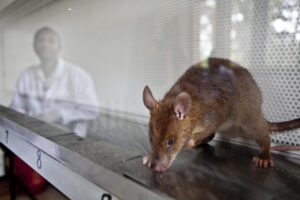 rat tb