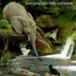 adorable animal elephant cute cat