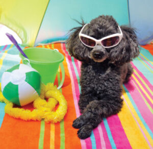 Take your pet with to Atlantic City!