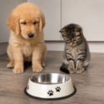 dog cat bowl chatgpt