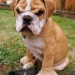 Funny angry grumpy dog tuesday friday face pics 1