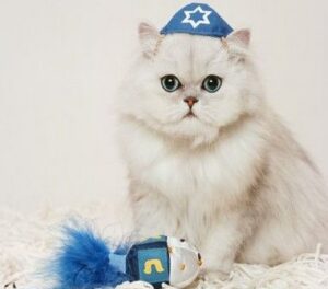 Jewsihfatcat