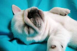 dog funny sleeping passed out