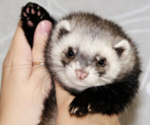 who_are_in_favor_of_saving_ferrets__by_silentfly3-d5es5je